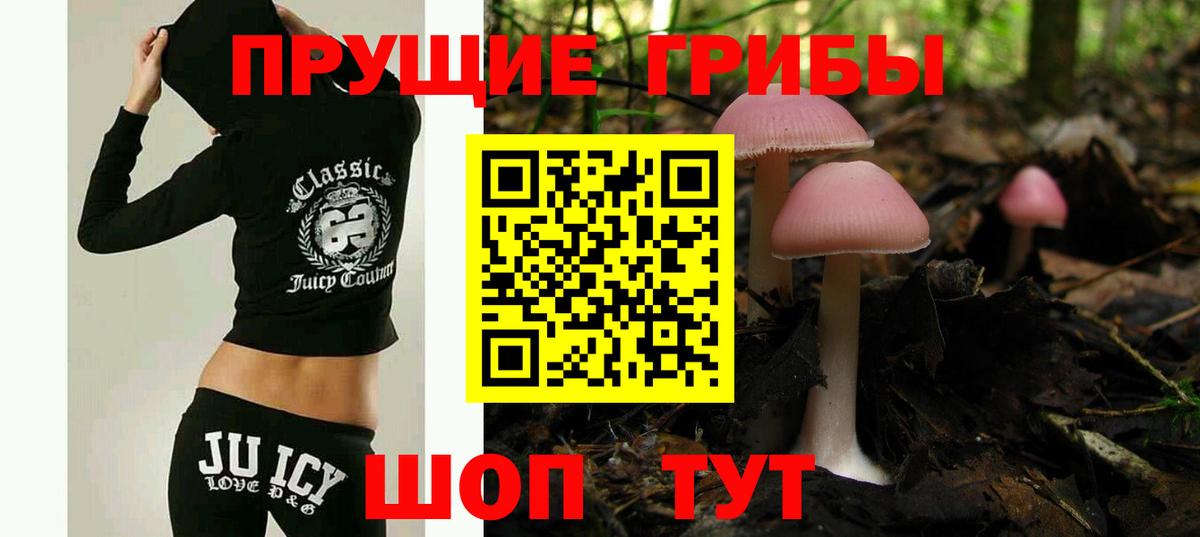 Псилоцибиновые грибы Psilocybe Сегежа